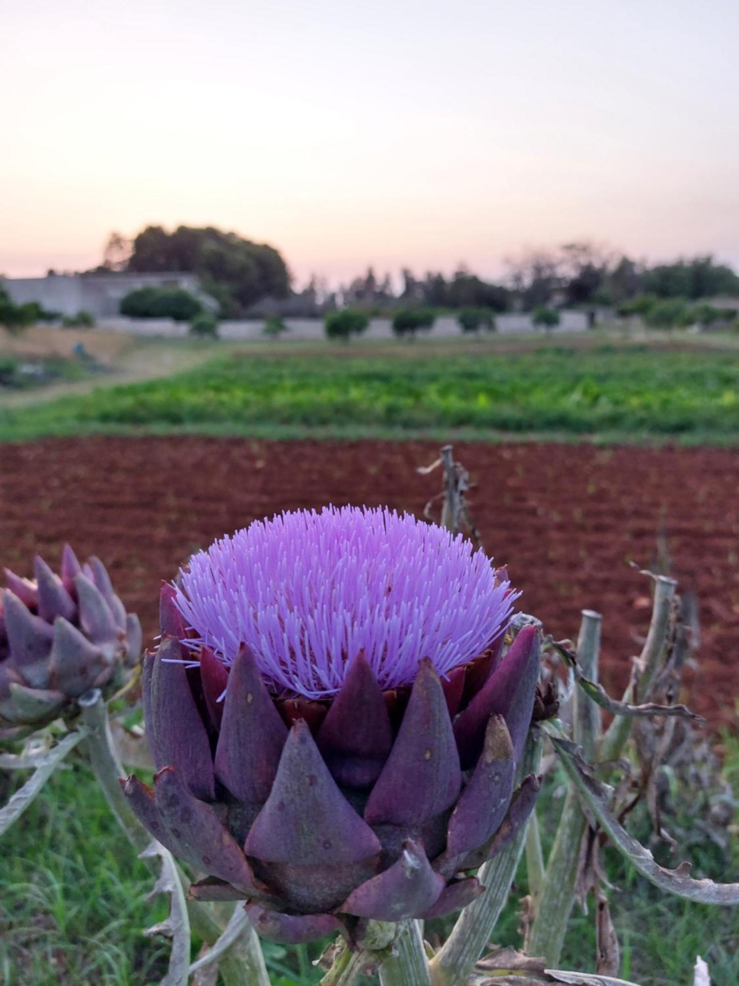 Masseria San Cosimo Carpignano Salentino Bagian luar foto